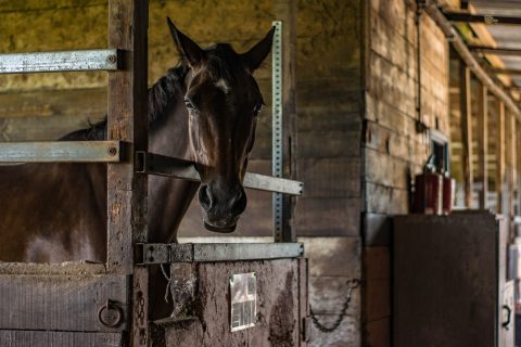 Horse in Stables