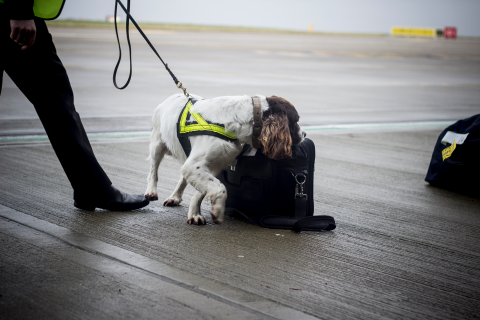 Dardan Security Dog Sniffing a Bag
