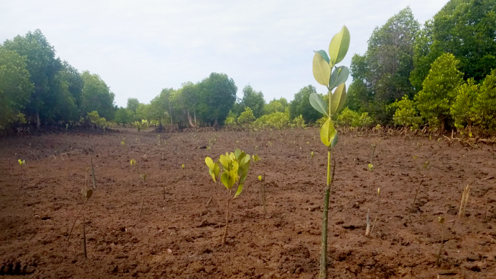 Ecologi Tree Planting