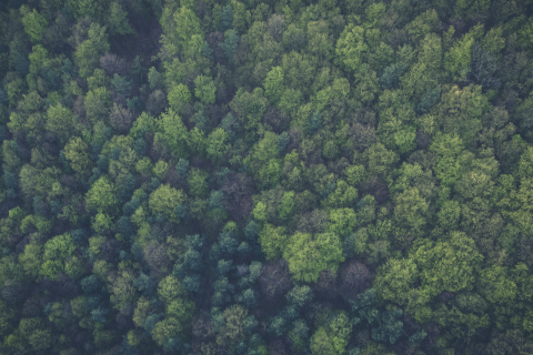 Forest Trees - Birds eye view