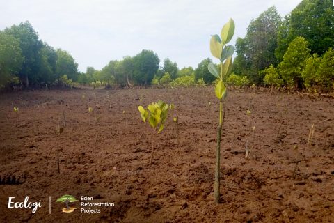 Madagascar Tree Planting