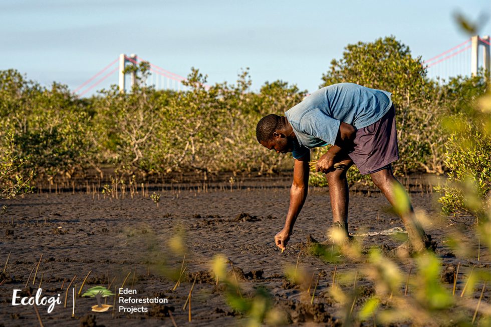 Madagascar - Ecologi Tree Planting